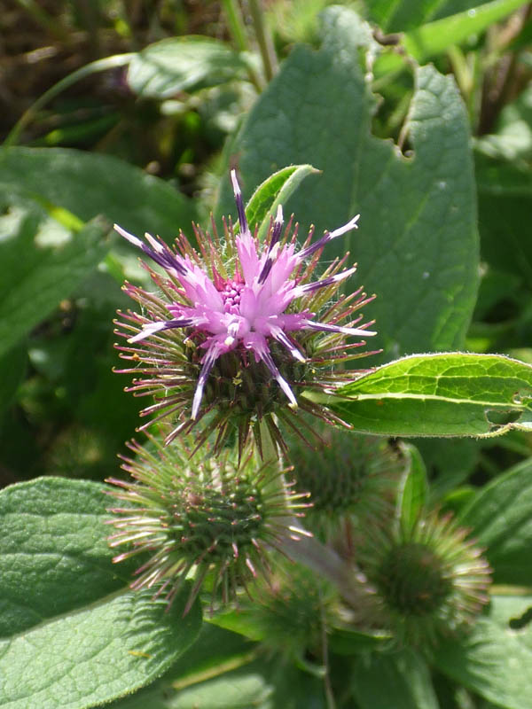 Arctium minus